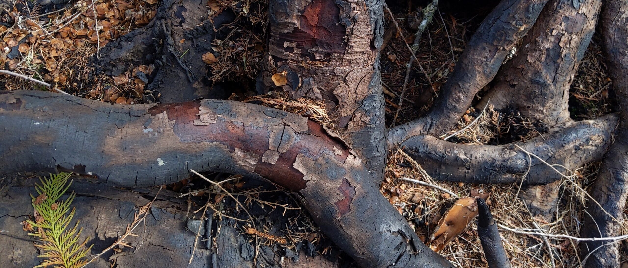 Roots in India Kickoff